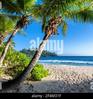 Coco palmiers sur le paradis Plage de soleil et mer tropicale. Vacances d'été et concept de plage tropicale. Banque D'Images