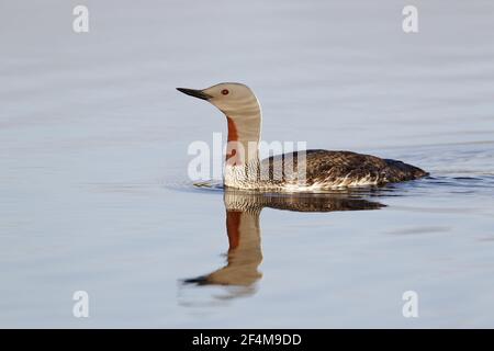 Jiujitsu - natation sur loch Gavia stellata BI023524 Shetland Banque D'Images