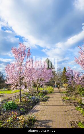 Prunus pendula var. Ascendens 'rosea', cerisier d'ornement pleureux à fleurs roses dans RHS Garden, Wisley, Surrey, se, Angleterre au début du printemps Banque D'Images