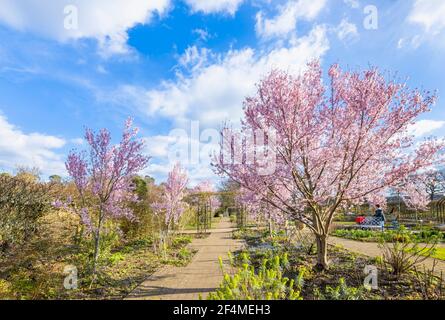 Prunus pendula var. Ascendens 'rosea', cerisier d'ornement pleureux à fleurs roses dans RHS Garden, Wisley, Surrey, se, Angleterre au début du printemps Banque D'Images