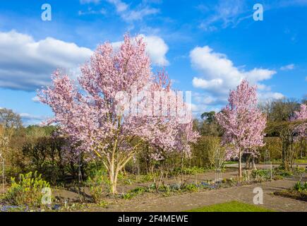 Prunus pendula var. Ascendens 'rosea', cerisier d'ornement pleureux à fleurs roses dans RHS Garden, Wisley, Surrey, se, Angleterre au début du printemps Banque D'Images