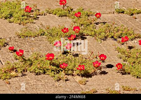 Portulaca grandiflora ou plante pavée qui a grandi et s'est épanouie sur le trottoir, Nisovo, Bulgarie Banque D'Images