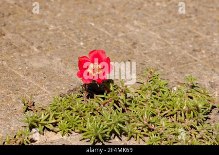 Portulaca grandiflora ou plante pavée qui a grandi et s'est épanouie sur le trottoir, Nisovo, Bulgarie Banque D'Images