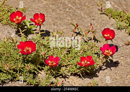 Portulaca grandiflora ou plante pavée qui a grandi et s'est épanouie sur le trottoir, Nisovo, Bulgarie Banque D'Images