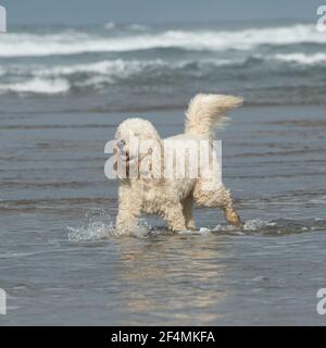 Labradoodle Banque D'Images