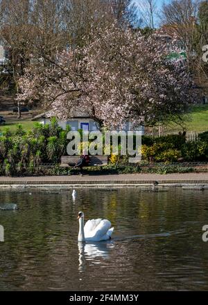 Brighton Royaume-Uni 22 mars 2021 - Printemps fleuri et un cygne pendant le beau soleil chaud dans Queens Park Brighton mais beaucoup de temps froid est prévu pour plus tard dans la semaine dans toute la Grande-Bretagne : crédit Simon Dack / Alamy Live News Banque D'Images