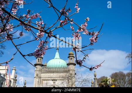 Brighton UK 22 mars 2021 - Blossom dans les jardins Pavilion Brighton dans un beau soleil chaud de printemps mais un temps beaucoup plus froid est prévu pour plus tard dans la semaine dans toute la Grande-Bretagne : crédit Simon Dack / Alamy Live News Banque D'Images