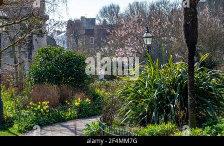 Brighton UK 22 mars 2021 - UN visiteur profite de la floraison dans les jardins du Pavillon de Brighton pendant le beau soleil chaud de printemps mais le temps beaucoup plus froid est prévu pour plus tard dans la semaine dans toute la Grande-Bretagne : crédit Simon Dack / Alamy Live News Banque D'Images