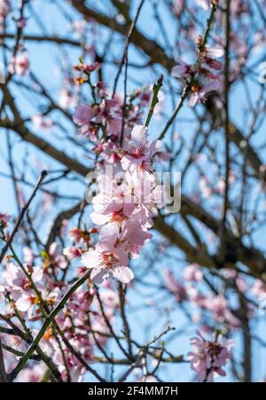 Brighton UK 22 mars 2021 - Blossom dans les jardins Pavilion Brighton dans un beau soleil chaud de printemps mais un temps beaucoup plus froid est prévu pour plus tard dans la semaine dans toute la Grande-Bretagne : crédit Simon Dack / Alamy Live News Banque D'Images