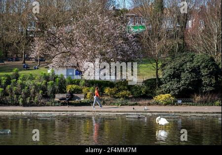 Brighton UK 22 mars 2021 - Printemps fleuri par l'étang Queens Park à Brighton que les visiteurs apprécient le beau soleil chaud mais le temps beaucoup plus froid est prévu pour plus tard dans la semaine dans toute la Grande-Bretagne : crédit Simon Dack / Alamy Live News Banque D'Images