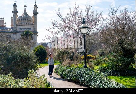 Brighton UK 22 mars 2021 - UN visiteur profite de la floraison dans les jardins du Pavillon de Brighton pendant le beau soleil chaud de printemps mais le temps beaucoup plus froid est prévu pour plus tard dans la semaine dans toute la Grande-Bretagne : crédit Simon Dack / Alamy Live News Banque D'Images