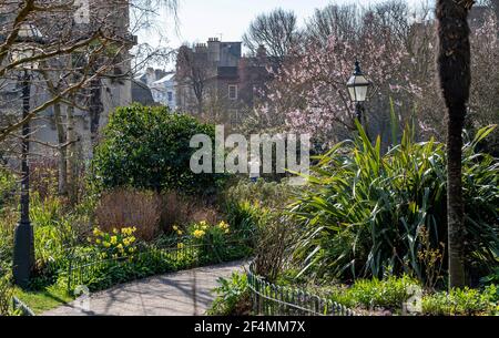 Brighton UK 22 mars 2021 - UN visiteur profite de la floraison dans les jardins du Pavillon de Brighton pendant le beau soleil chaud de printemps mais le temps beaucoup plus froid est prévu pour plus tard dans la semaine dans toute la Grande-Bretagne : crédit Simon Dack / Alamy Live News Banque D'Images