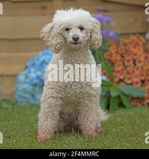 Caniche miniature Banque D'Images