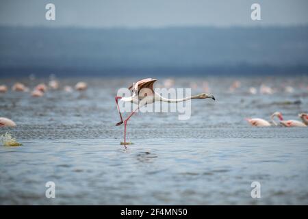 Grand Flamingo (Phoenicopterus roseus) avec des ailes ouvertes fonctionnant sur l'eau au lac nakuru, Kenya avec des milliers de flamants roses en arrière-plan Banque D'Images