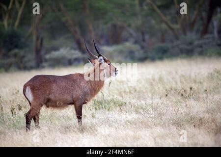 Waterbuck (Kobus ellipsiprymnus) Promenade dans la prairie sèche du lac Nakuru au Kenya Banque D'Images