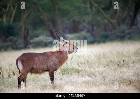 Waterbuck (Kobus ellipsiprymnus) Promenade dans la prairie sèche du lac Nakuru au Kenya Banque D'Images