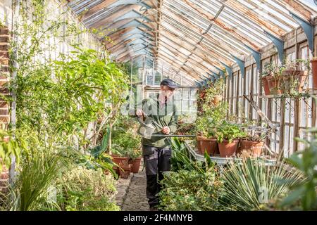 Chef jardinier, Andrew Humphpris à Parham House and Gardens, arrose les pélargoniums dans la serre de teck édouardienne prête pour le printemps, Pulborough, Royaume-Uni Banque D'Images