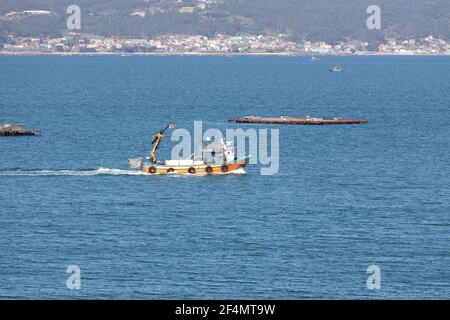 Bateau de moules naviguant entre la plateforme en bois de moules appelée batea Banque D'Images