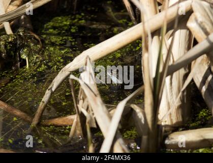 Au début du printemps, la grenouille commune quitte son hibernation d'hiver et se rassemble dans des étangs peu profonds et les mâles appellent les femelles. Banque D'Images