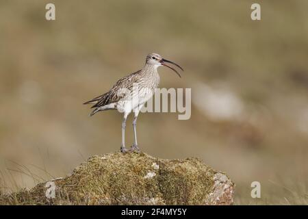 Whimrel - callingNumenius phaeopus Shetland, Royaume-Uni BI024394 Banque D'Images