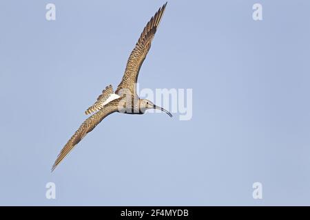 Whimrel - appel en vol Numenius phaeopus Shetland, Royaume-Uni BI024428 Banque D'Images