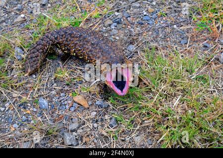 L'Australie, shingleback lizard en position de la défense Banque D'Images