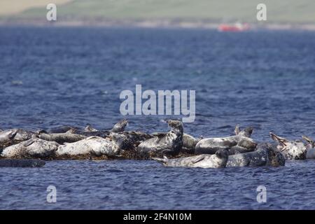 Phoques gris - OffshoreHalichoerus grypus Burray, Orkney MA002280 Banque D'Images