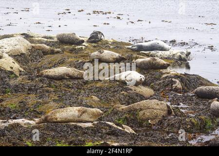 Gray Seal - groupe à marée haute de transport vers Halichoerus grypus Shetland, Royaume-Uni MA002437 Banque D'Images