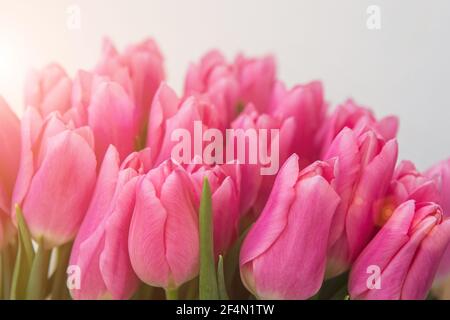 Tulipes roses en tons pastel corail sur fond blanc, gros plan. Banque D'Images