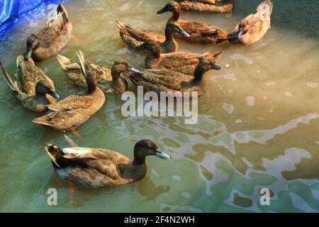 Les canards bruns sauvages se rassemblent dans l'eau du lac Banque D'Images