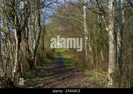 North Cliffe Wood, East Yorkshire, Angleterre, Royaume-Uni Banque D'Images