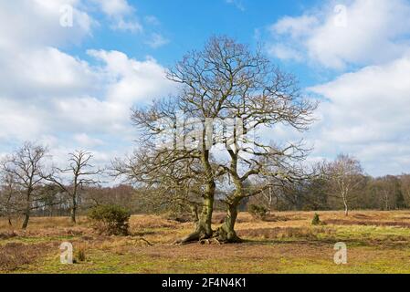 North Cliffe Wood, East Yorkshire, Angleterre, Royaume-Uni Banque D'Images