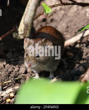 Banque de Vole (Myodes glareolus) Banque D'Images