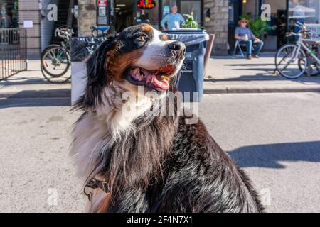 Toronto, Dundas Street West Festival, Canada-3 juin 2017 Banque D'Images