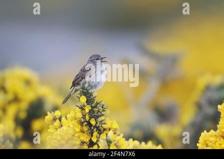 - Nid de chanter l'ajonc bush au printemps Prunella modularis Jersey Channel Islands, UK BI024683 Banque D'Images