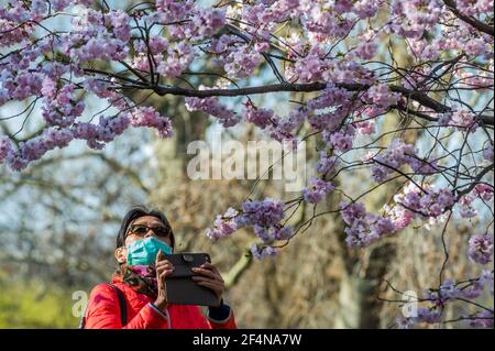 Londres, Royaume-Uni. 22 mars 2021. Les gens apprécient la floraison et les jonquilles printanières du parc St James, alors que Londres commence à sortir de l'enfermement 3. Crédit : Guy Bell/Alay Live News Banque D'Images