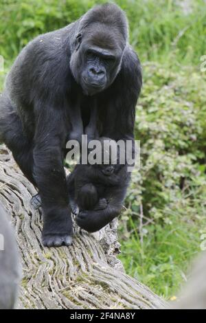 Gorilla des basses terres de l'Ouest - mère avec un jeune babyGorilla gorilla gorilla gorilla gorilla Captive MA002527 Banque D'Images