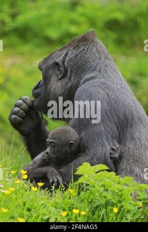 Gorilla des basses terres de l'Ouest - mère avec un jeune babyGorilla gorilla gorilla gorilla gorilla Captive MA002529 Banque D'Images