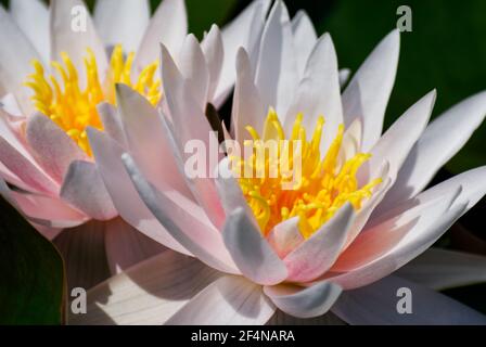 Deux nénuphars blancs avec une teinte rose dans le soleil d'été Banque D'Images