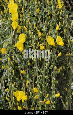 Prostrate BroomCytisus scoparius ssp maritimus Jersey Channel Islands, Royaume-Uni PL002210 Banque D'Images