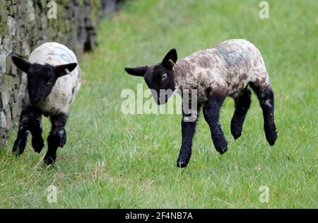 Des agneaux de nouveau-nés ont fait du froid dans un champ Banque D'Images