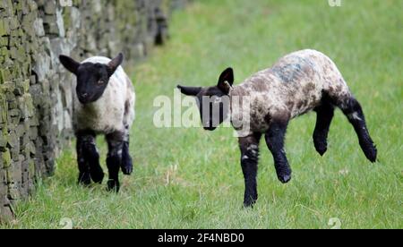 Des agneaux de nouveau-nés ont fait du froid dans un champ Banque D'Images