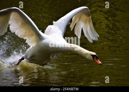 Un cygne blanc muet adulte pourchassant d'autres oiseaux dans un lac du parc. Banque D'Images