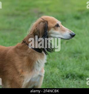 chien Saluki Banque D'Images