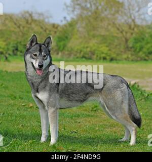 Chien husky de Sibérie Banque D'Images