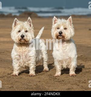 West Highland White Terrier Banque D'Images