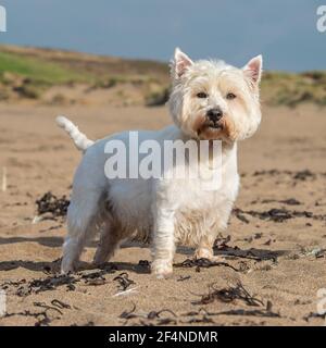 West Highland White Terrier Banque D'Images