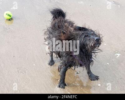 Edinburgh, Midlothian, Royaume-Uni. 19/3/2021 Albert, un petit chien de secours de Chypre, n'aime rien de mieux que de chasser les corneilles sur la plage de Portobello. Banque D'Images