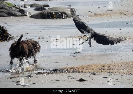 Edinburgh, Midlothian, Royaume-Uni. 19/3/2021 Albert, un petit chien de secours de Chypre, n'aime rien de mieux que de chasser les corneilles sur la plage de Portobello. Banque D'Images