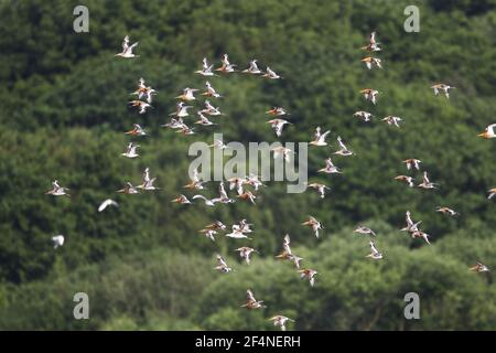 Godoul à queue noire - troupeau en FlightLimosa limosa Minsmere RSPB Reserve Suffolk, Royaume-Uni BI024898 Banque D'Images